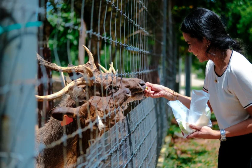 Animal Garden